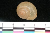 藏品(琉球球蝸牛)的圖片